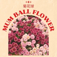 Mum Ball Flower